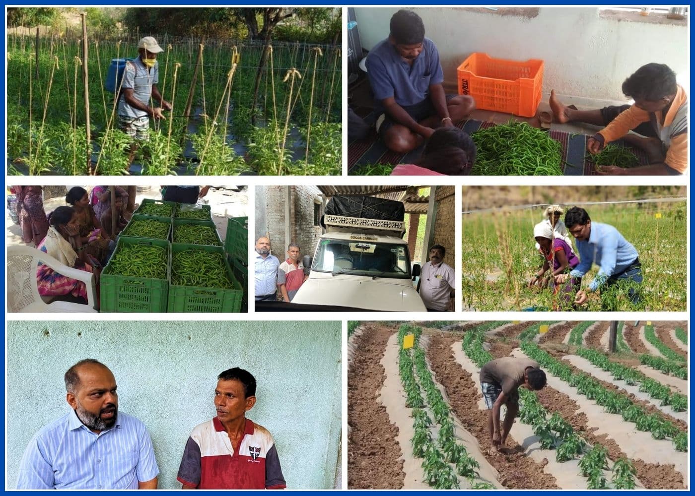 Babu Waghera – From Marginal Farmer to Export-Grade Chilli Producer